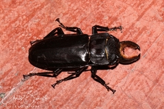 Image of Mallodon chevrolatii