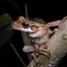 Manaus Spiny-backed Frog - Photo (c) Jose Cueva Santos, all rights reserved, uploaded by Jose Cueva Santos