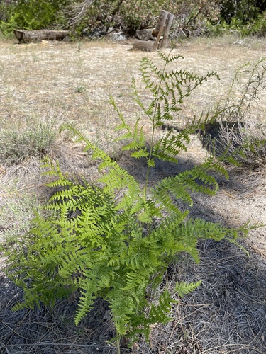 iNaturalist observation photo of common bracken