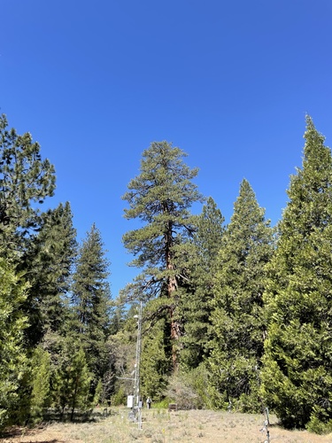 iNaturalist observation photo of Western Ponderosa Pine