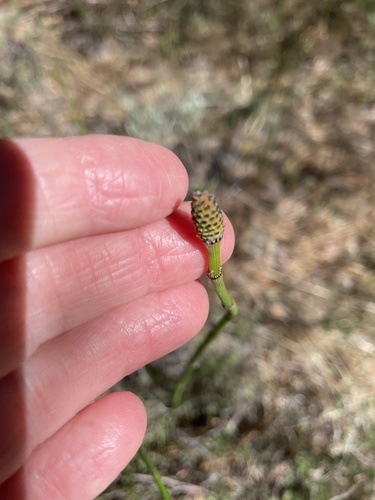 iNaturalist observation photo of smooth horsetail