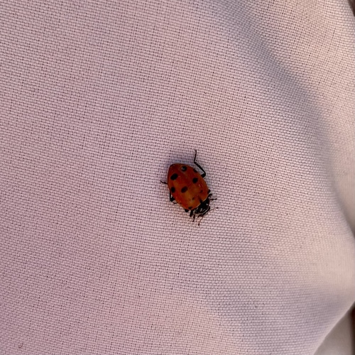 iNaturalist observation photo of Convergent Lady Beetle
