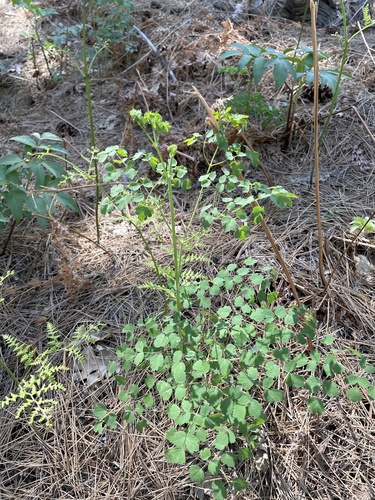 iNaturalist observation photo of Fendler's Meadow-rue