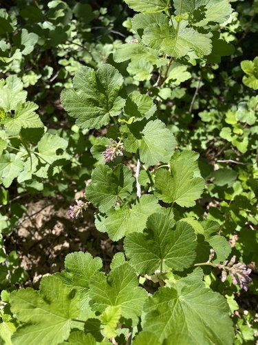 iNaturalist observation photo of mountain pink currant