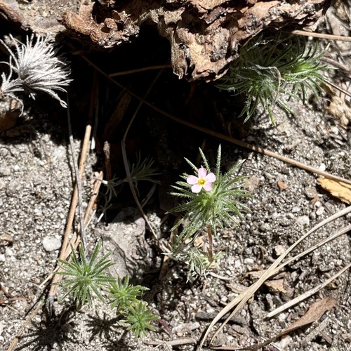 iNaturalist observation photo of Whiskerbrush
