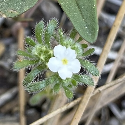 iNaturalist observation photo of Mountain Red-root Cryptantha
