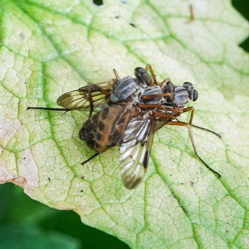 Downlooker Snipefly
