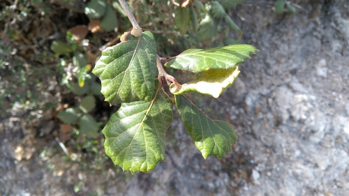Quercus hirtifolia
