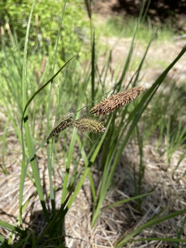 iNaturalist observation photo of Schott's sedge