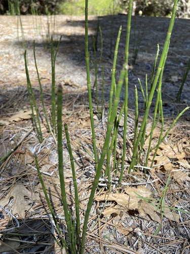 iNaturalist observation photo of smooth horsetail