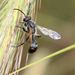 Isodontia paludosa - Photo (c) Frank Walther, all rights reserved, uploaded by Frank Walther