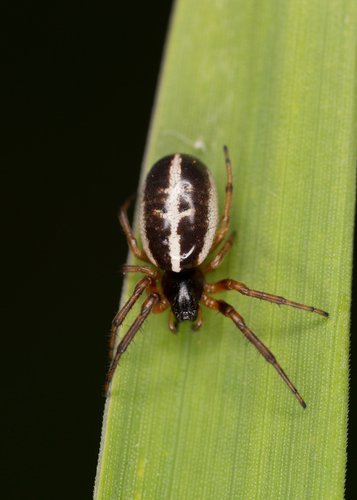 Singa hamata