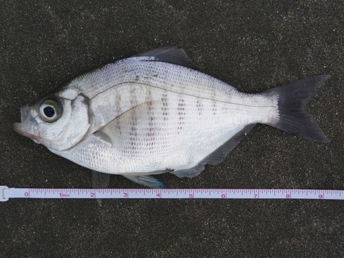 Walleye Surfperch