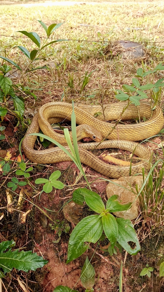 Amazon Puffing Snake from Provincia de, Ecuador on June 7, 2021 at 07: ...