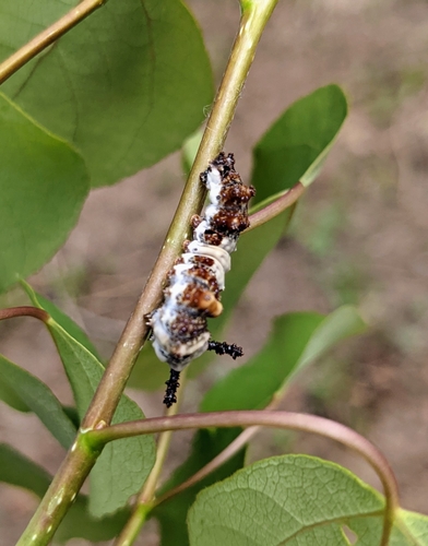 Weidemeyer's Admiral