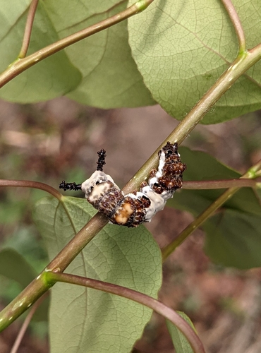 Weidemeyer's Admiral