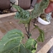 photo of Ethiopian Eggplant (Solanum aethiopicum)