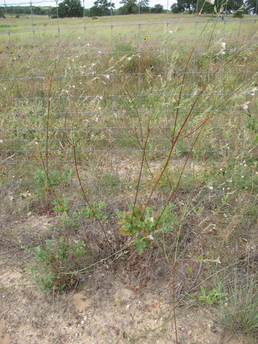 Oenothera cinerea ssp. parksii