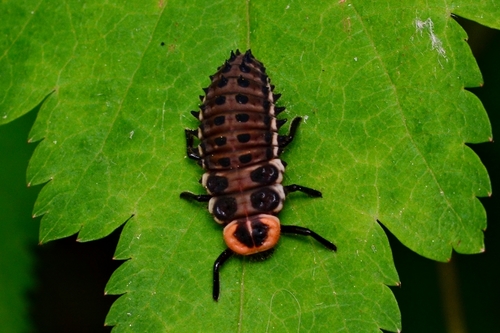 Aiolocaria hexaspilota