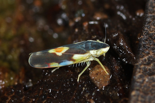 Erythroneura aclys McAtee, 1920