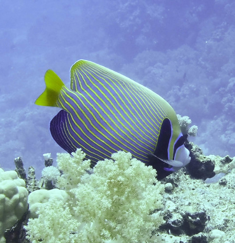 Emperor Angelfish — seen at this dive site