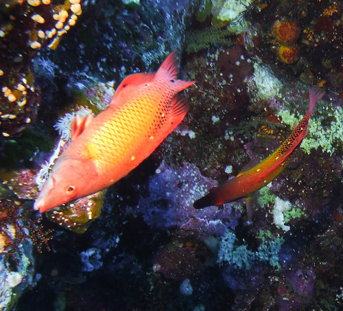 Diana's Hogfish — seen at this dive site