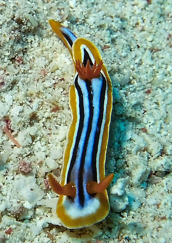 Pyjama Slug — seen at this dive site