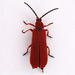 Red Net-winged Beetle - Photo (c) Gary McDonald, all rights reserved, uploaded by Gary McDonald