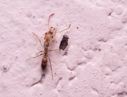 Anochetus rufus · iNaturalist