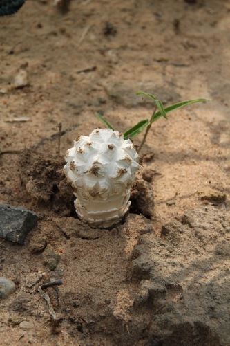 Phellorinia herculeana