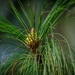Chir Pine - Photo (c) Seangyeal Chhopheal, all rights reserved, uploaded by Seangyeal Chhopheal
