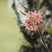 Epidendrum oxysepalum - Photo (c) GERMAN LEONEL SARMIENTO CRUZ, all rights reserved, uploaded by GERMAN LEONEL SARMIENTO CRUZ