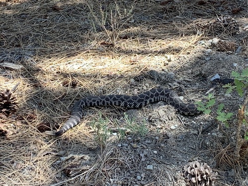 iNaturalist observation photo of Southern Pacific Rattlesnake