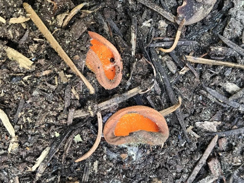 iNaturalist observation photo of Spring Orange Peel Fungus