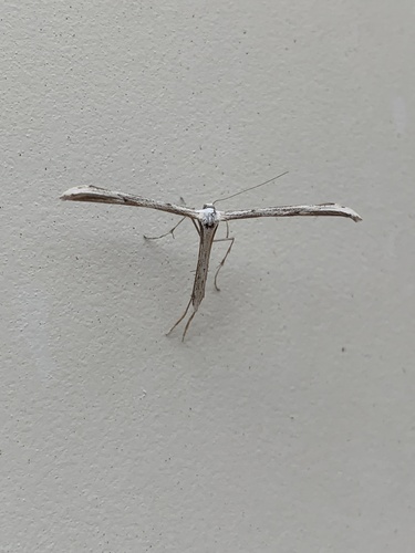 iNaturalist observation photo of Oidaematophorini
