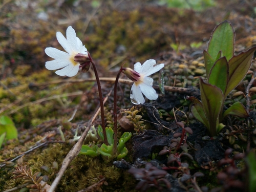 Wedge-leaf Primrose