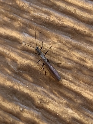 iNaturalist observation photo of Rolled-winged, Forest, and Winter Stoneflies