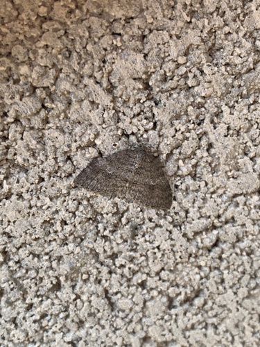 iNaturalist observation photo of Geometer Moths