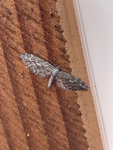 iNaturalist observation photo of Pug Moths
