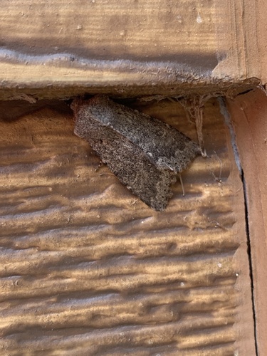 iNaturalist observation photo of Butterflies and Moths