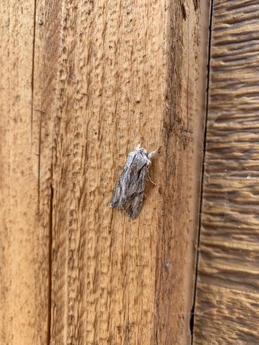 iNaturalist observation photo of Egira crucialis