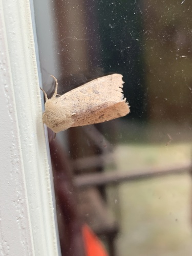 iNaturalist observation photo of Orthosia