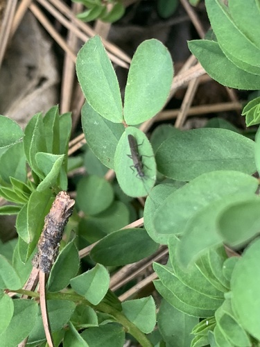 iNaturalist observation photo of Rolled-winged Stoneflies