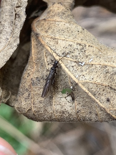 iNaturalist observation photo of Rolled-winged Stoneflies