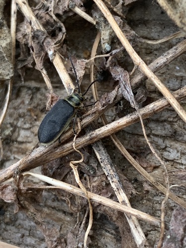 iNaturalist observation photo of Galerucini