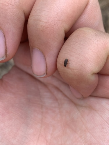 iNaturalist observation photo of Beetles