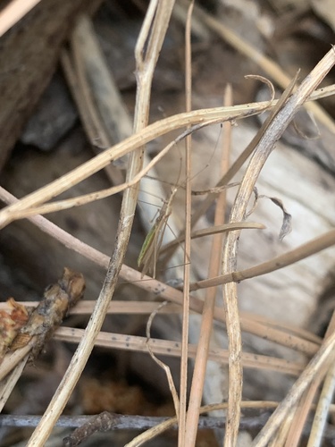 iNaturalist observation photo of Berytinae