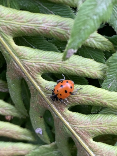 iNaturalist observation photo of Convergent Lady Beetle
