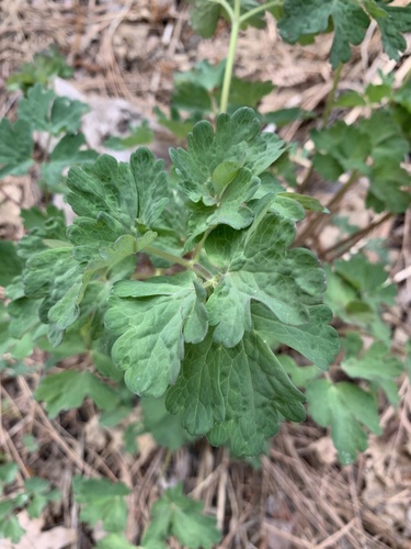 iNaturalist observation photo of western columbine