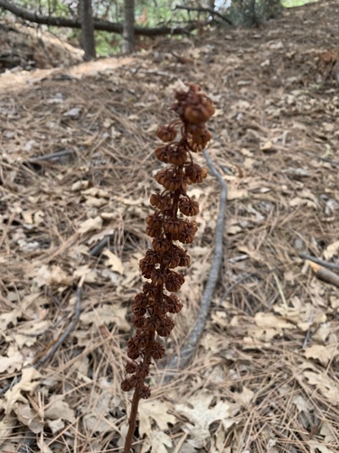 iNaturalist observation photo of woodland pinedrops